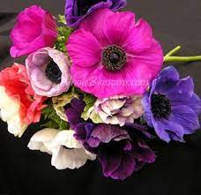 Anemone Flower Flower Colors Blue Anemone Anemone Bouquet Anemone Flower Wholesale Flowers Birthday Flowers Arrangements