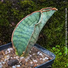 Image result for Sansevieria kirkii