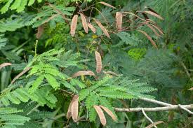 Image result for Albizia petersiana