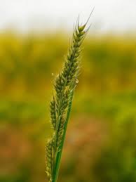 Image result for Echinochloa crus-pavonis