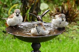 Alternativ können sie jedoch auch eine stabile, schwere schale, einen blumenuntersetzer für ein sandbad können sie im garten eine kleine mulde graben und diese mit feinem sand füllen. Vogeltranken Nabu Niedersachsen