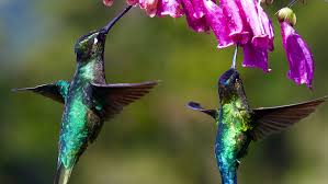 However, don't install one that's too low to the ground where predators like cats, frogs and snakes. Attracting Hummingbirds Alsip Home Nursery