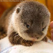 Here Have Some Baby Otters Cute Animals Cute Baby Animals Baby Animals