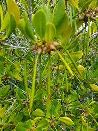 Image result for Ceriops