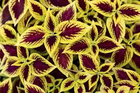 Don't worry, if the plant regains its health, it's possible that new leaves will fill in during the. Plants That Have Yellow Gold Leaves Tips On Using Yellow Foliage Plants In Gardens