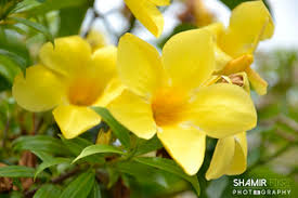 Bunga cempaka yang di indonesia memiliki beragam jenis seperti bunga cempaka putih kantil bunga cempaka memiliki nama ilmiah michelia champaca yang merupakan jenis pohon berbunga. Bunga Cempaka Kuning I Yellow Alamanda I Small Leaved Butt Flickr