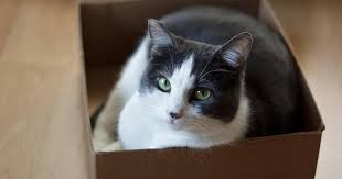 Find declawed in cats & kittens for rehoming | 🐱 find cats and kittens locally for sale or adoption in ontario : Declawing Cats Veterinarian Group Has Claws Out For Practice Cbs News