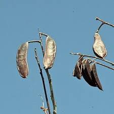 Blooms as a young tree, with (usually) male and female plants. Gymnocladus Dioicus Kentucky Coffee Tree Go Botany