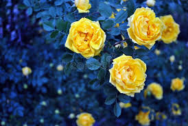 Free download high quality and widescreen resolutions desktop background images. 192 298 Yellow Rose Photos Free Royalty Free Stock Photos From Dreamstime