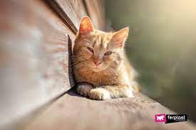 Is The Sun Good For Cats Benefits And Precautions