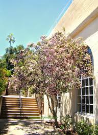 Image result for Dais cotinifolia