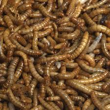 Mehlkäfer gehören zur familie der schwarzkäfer und tragen den klangvollen namen tenebrio molitor. Mehlwurmer Reptilienkosmos De Die Schonsten Seiten Der Terraristik