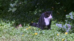 Let's start off with these traditional hawaiian words. City Moving To Bring Feral Cat Population Under Control