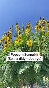 Image result for Senna didymobotrya