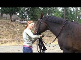 This is how i lunge my gelding. Tips For Lunging With A Bridle Youtube
