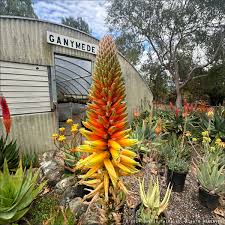 Image result for Aloe ribauensis