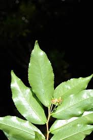 Image result for Aphloiaceae