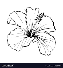 Maybe you would like to learn more about one of these? Hibiscus Vector Roses Hibiscus Drawing Flower Drawing Drawings