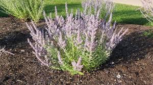 Image result for Perovskia atriplicifolia lacey blue lisslitt photo