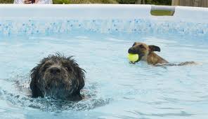 11 smart gadgets for your pets. Island Dog N Splash Swimming Pool Opens In Harty Sheppey