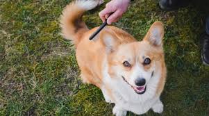 He has a small body that is longer than it is tall. Corgi Shedding How Much Do Welsh Pembroke Corgis Shed