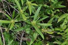 Image result for Spermacoce thymoidea