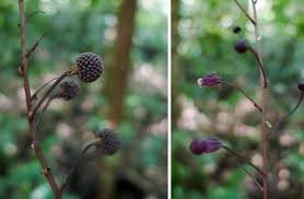 Image result for Vernonia luembensis
