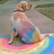 As a puppies and rainbows solution, they had a chicken caesar salad. adam: 14 Puppies And Rainbows Ideas Puppies Rainbow Rain Beautiful Places