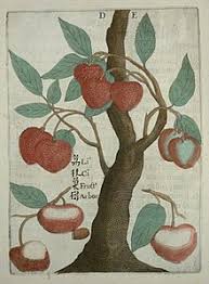 Unusual & old fashioned fruit trees. Lychee Wikipedia