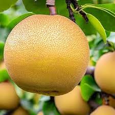 Image result for Pyrus pyrifolia
