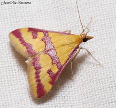 Image result for Pyrausta sanguinalis