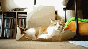 Sorprende a tu amig@ que festeja su día con bellas imágenes gif de gatos con frases de feliz cumpleaños, solo descarga la imagen de gato que mas te guste y envíasela al perfil de su red preferida. 20 De Los Mejores Gifs De Gatos Para El Dia Internacional Del Gato