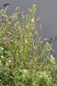 Image result for Basilicum polystachyon