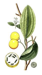 Image result for Strychnos