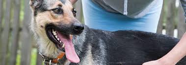 Is My Dog S Sneezing Normal