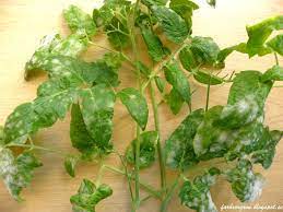 Check spelling or type a new query. Farbror Gron Mina Varsta Tomatproblem