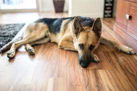Here At Flooring Liquidators We Love Pets But We Also Love Floors Shepherd Puppies German Shepherd Puppies Large Dog Breeds