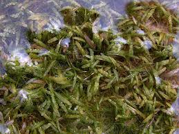 Image result for Hydrocharitaceae