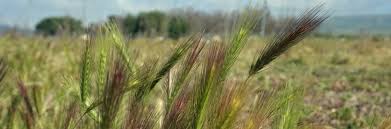 Image result for Agrostis quinqueseta