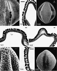 Image result for Argomuellera