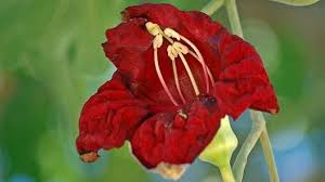 Image result for Bignoniaceae