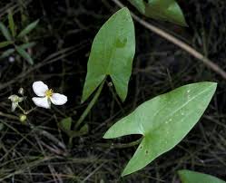 Image result for Fuirena sagittata