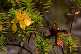 Image result for Hypericum revolutum