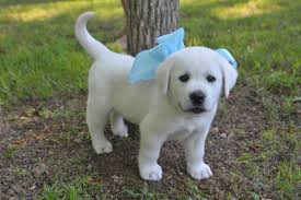 Pin De Peggy Akin En Photo Inspiration Perro Labrador Perros Bonitos Cachorros Adorables