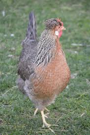 Erst wenn sie genug gefieder haben, dürfen sie ins freie, was in der regel in der achten lebenswoche ist. Cream Legbar Gabler Hofs Webseite