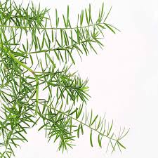 Image result for Asparagus schroederi