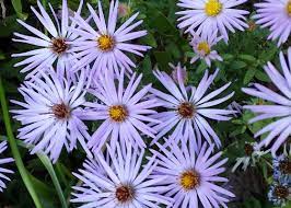 Pin On Plants Drought Tolerant