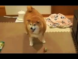 Pin On Puppers And Doggos