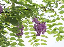 Robinie Casque Rouge Ein Baum Zum Verlieben Er Mag Es Warm Vertragt Hitze Und Trockenheit Kommt Mit Dem Standort Stadt Zurecht Robinie Blumenbilder Stauden