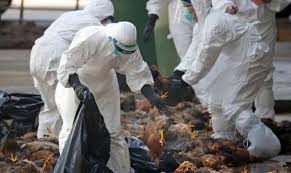 Él se replica poco en locales que facilitarían. En Que Consiste La Gripe Aviar H5n6 Lo Humanos Pueden Contagiarla